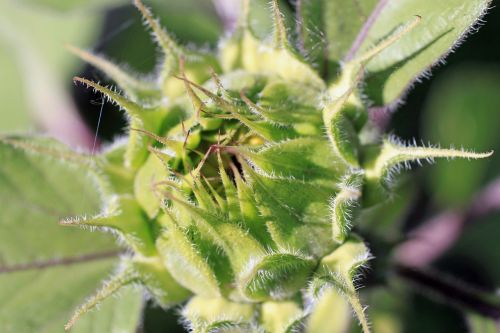 sunflower bud flower