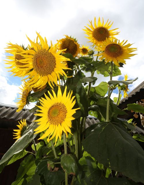 sunflower plant nature