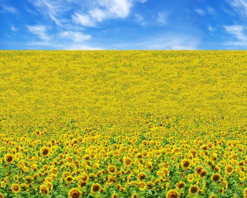 sunflower field yellow