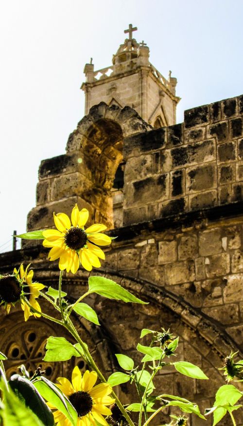 sunflower yard summer