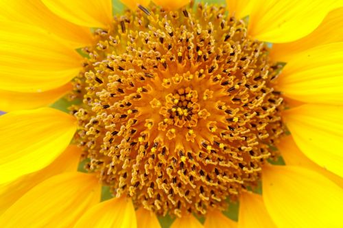 sunflower plants flowers