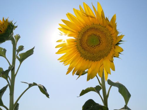 sunflower flowers sky