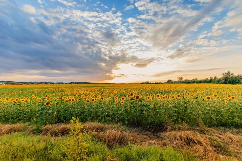 sunflower sunset summer