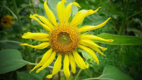 sunflower flowers yellow