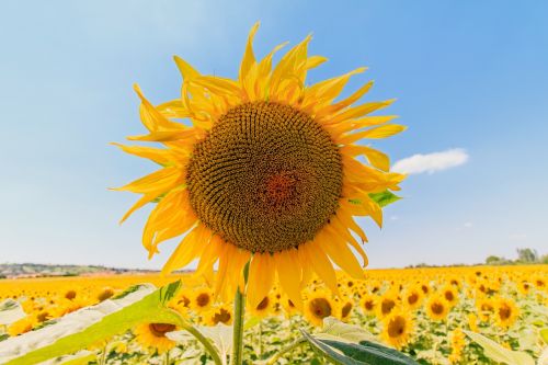 sunflower summer sunflower field