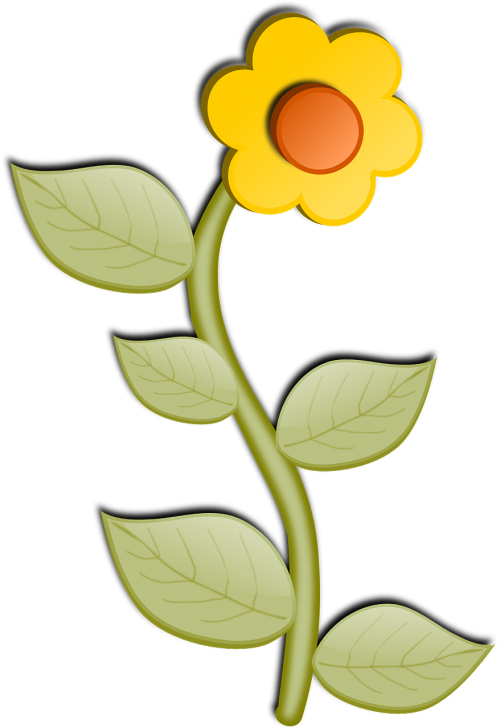 sunflower flower bloom