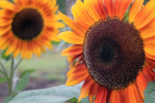 sunflower sunflowers petal
