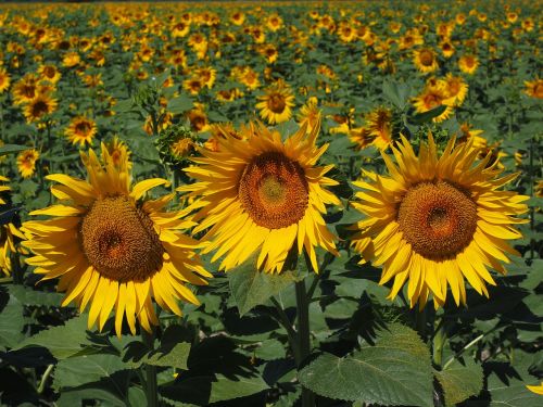 sunflower sunflower field helianthus annuus