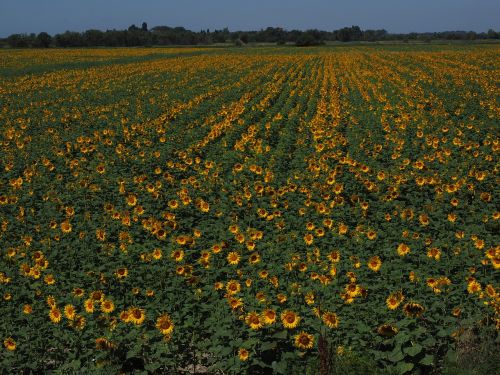 sunflower sunflower field helianthus annuus