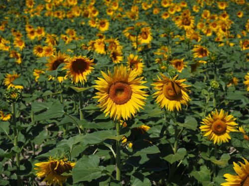 sunflower sunflower field helianthus annuus