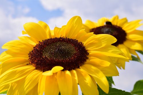 sunflower sky summer