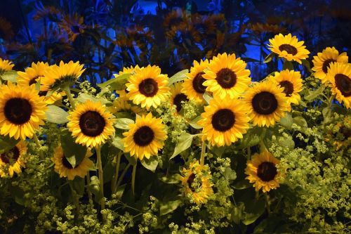 sunflower field of flowers flowers