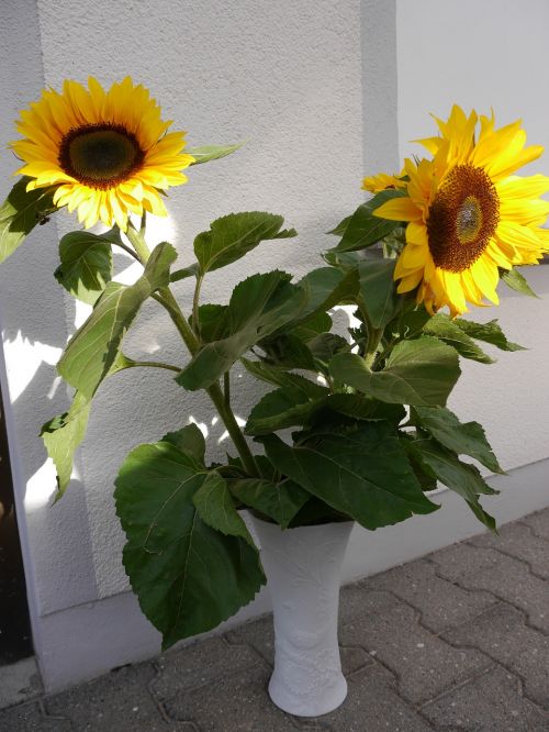 sunflower sun bouquet of flowers