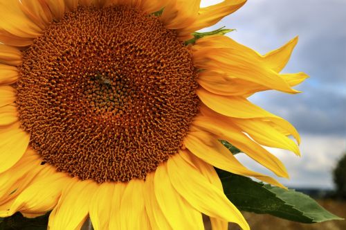 sunflower sun handsomely