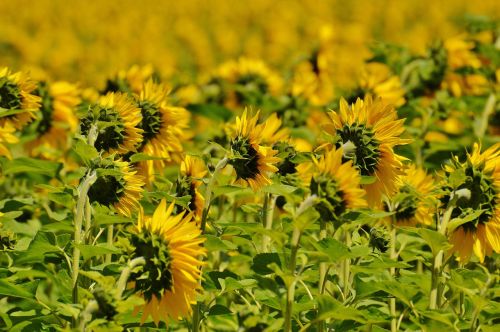 sunflower field from the rear