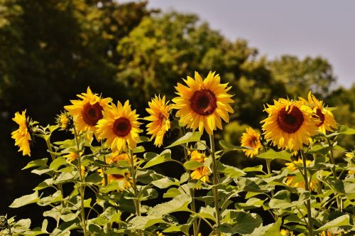 sunflower bees summer
