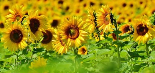 sunflower bees summer