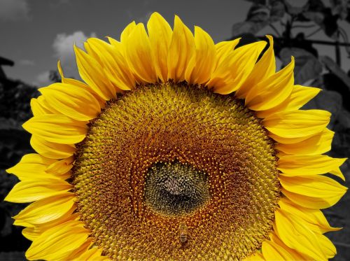 sunflower summer sun