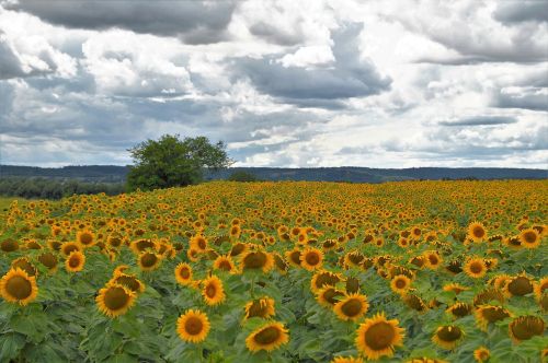 sunflower field summer