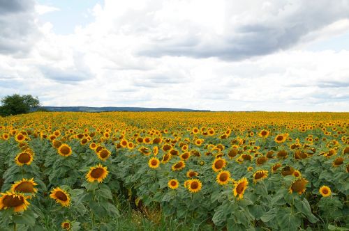 sunflower field summer