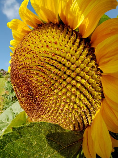 sunflower summer sun