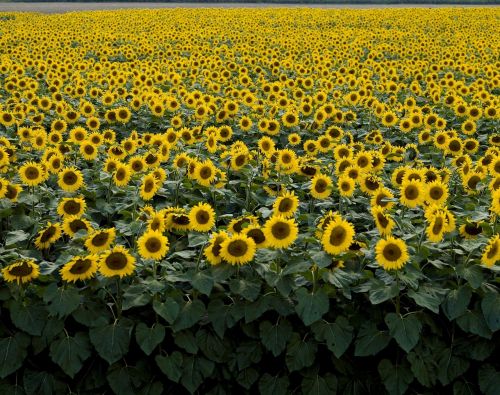 sunflower field yellow