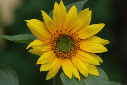 sunflower yellow nature