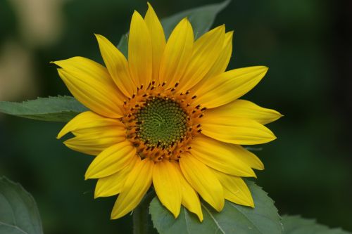 sunflower yellow flower nature