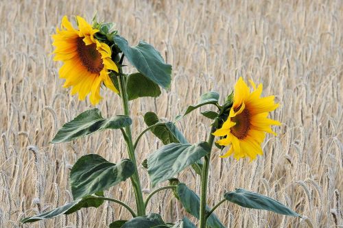 sunflower field cornfield