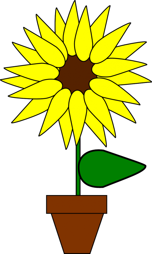 sunflower potted plant flower