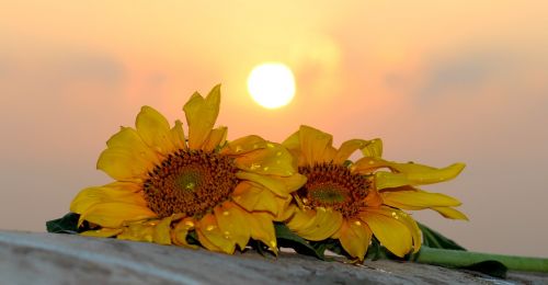 sunflower east sun