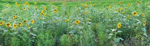 sunflower field relief
