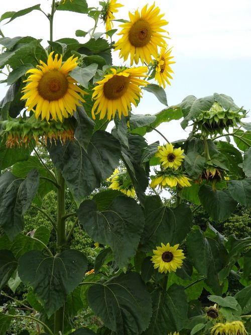 sunflower garden summer