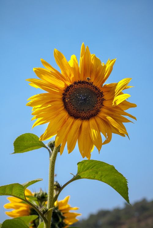 sunflower field yellow