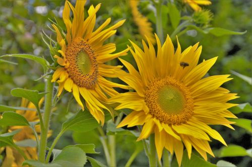 sunflower yellow the shining