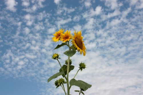 sunflower sky clouds