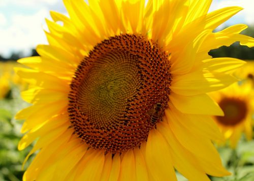 sunflower honeybee bee