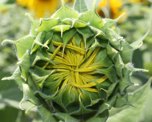 sunflower flower bud