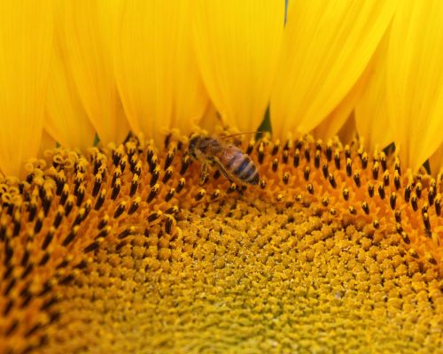 sunflower flower honeybee