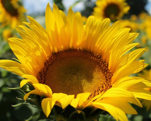 sunflower flower yellow