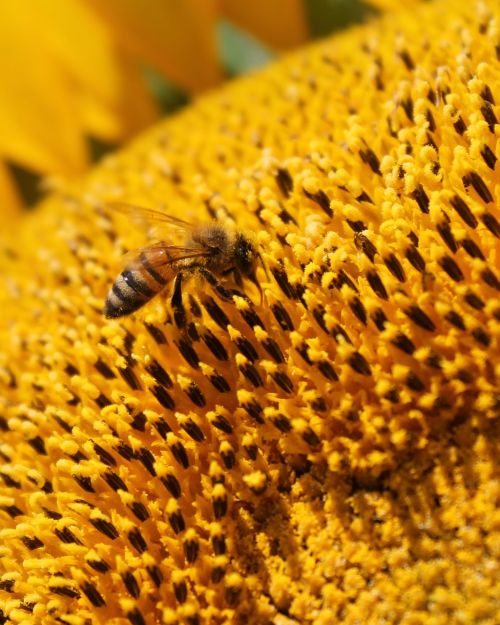sunflower flower honey bee