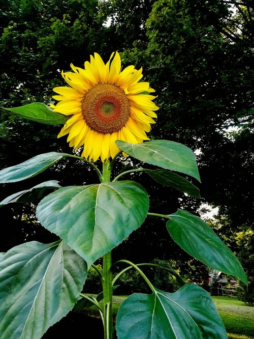 sunflower nature flower