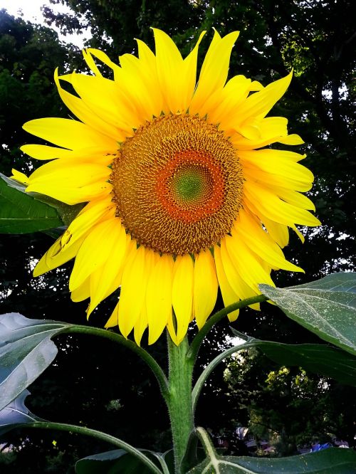 sunflower nature yellow