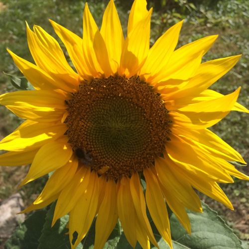 sunflower flower orange