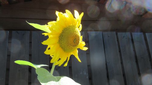 sunflower bokeh sunlight
