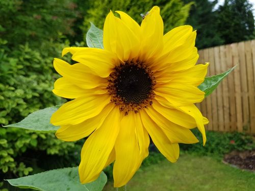 sunflower seeds flower