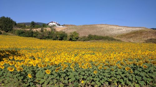 sunflower sunflower field navarre