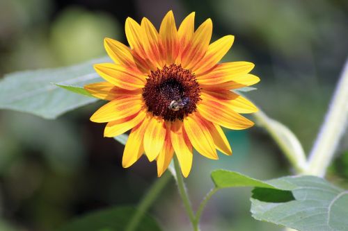 sunflower bees summer