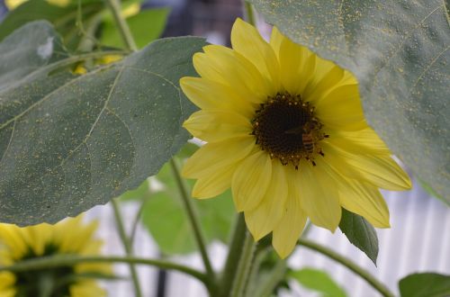 sunflower garden yellow