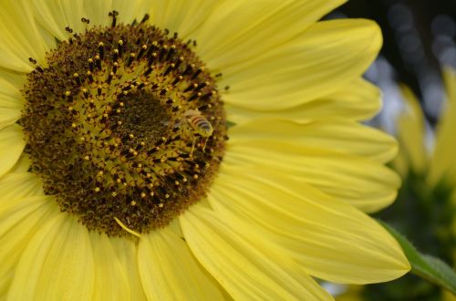 sunflower bee summer